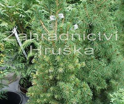 smrk - Picea glauca 'Conica'