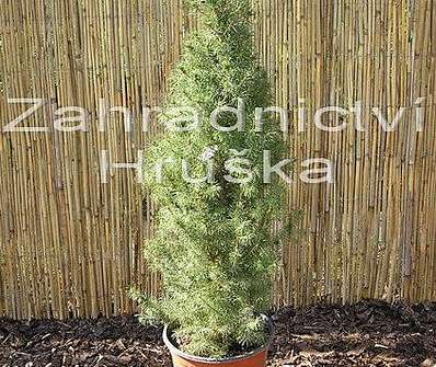 smrk - Picea glauca 'Conica'
