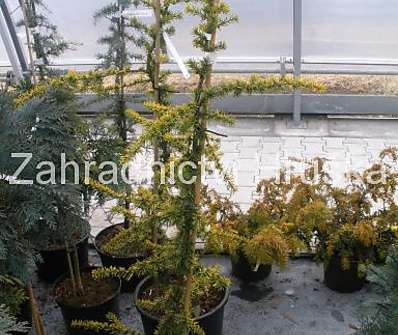 cedr - Cedrus libani 'Atlantica Aurea'