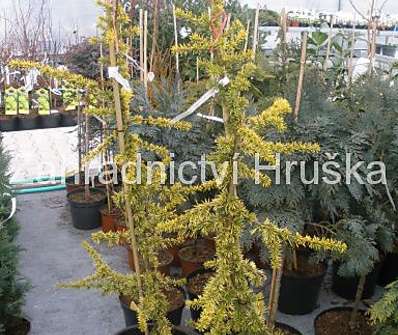 cedr - Cedrus libani 'Atlantica Aurea'