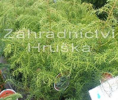 Kryptomerie - Cryptomeria japonica 'Elegans Viridis'