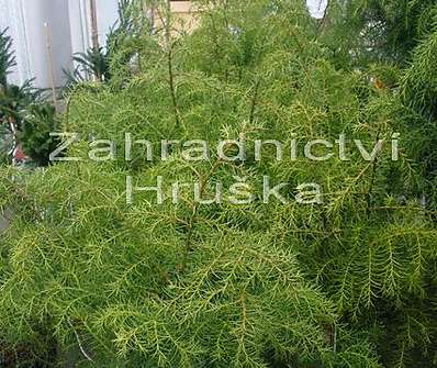 Kryptomerie - Cryptomeria japonica 'Elegans Viridis'