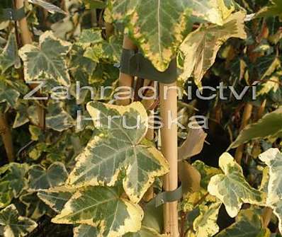 břečťan - Hedera helix 'Golden Kolibri'.
