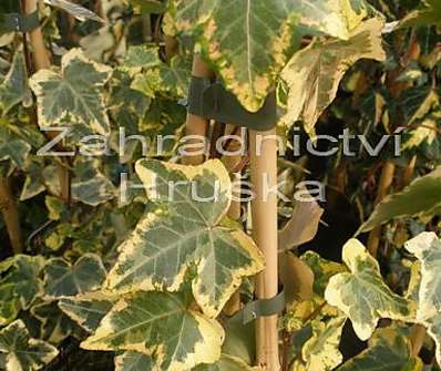 břečťan - Hedera helix 'Golden Kolibri'.