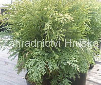 cypřišek - Chamaecyparis lawsoniana 'Mini Globus'