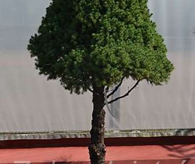 smrk - Picea glauca 'Conica' KM