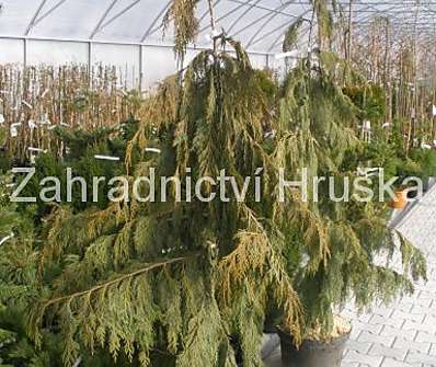 cypřišek - Chamaecyparis nootkatensis 'Pendula'.