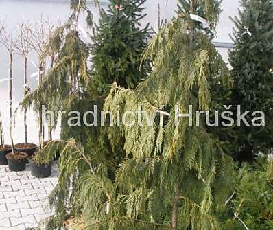 cypřišek - Chamaecyparis nootkatensis 'Pendula'.