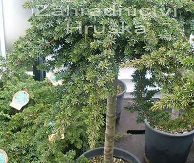 jalovec - Juniperus conferta 'Blue Pacific'