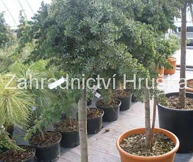 jalovec - Juniperus conferta 'Blue Pacific'