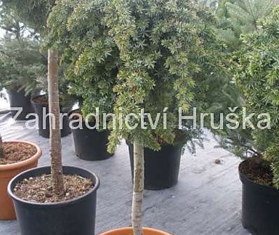 jalovec - Juniperus conferta 'Blue Pacific'