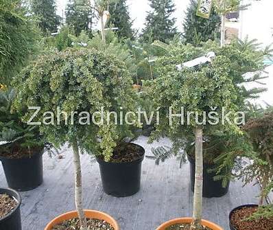 jalovec - Juniperus conferta 'Blue Pacific'