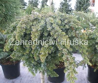 jalovec - Juniperus conferta 'Blue Pacific'