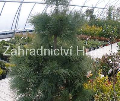 borovice - Pinus strobus