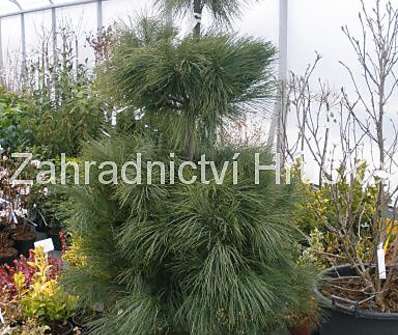 borovice - Pinus strobus