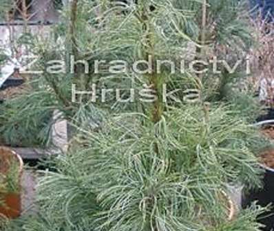 Borovice - Pinus strobus 'Tortuosa'