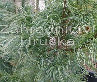 Borovice - Pinus strobus 'Tortuosa'