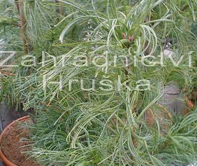 Borovice - Pinus strobus 'Tortuosa'