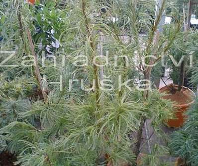 Borovice - Pinus strobus 'Tortuosa'