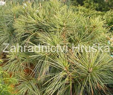 Borovice - Pinus wallichiana 'Nana'...