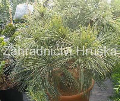 Borovice - Pinus wallichiana 'Nana'...