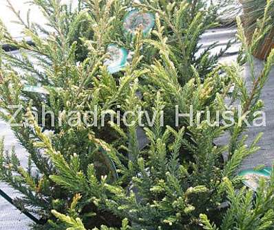 sekvoj - Sequoia sempervirens 'Adpressa'