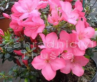 Azalea japonica 'Anouk'