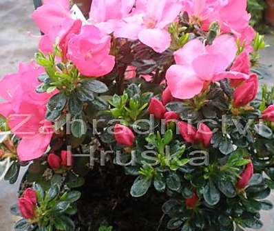 Azalea japonica 'Anouk'