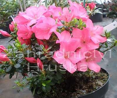 Azalea japonica 'Anouk'