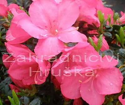 Azalea japonica 'Anouk'