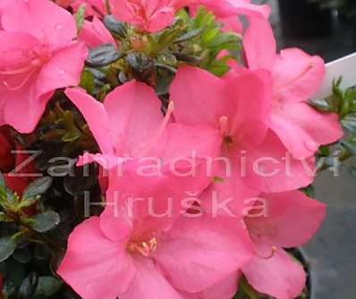 Azalea japonica 'Anouk'