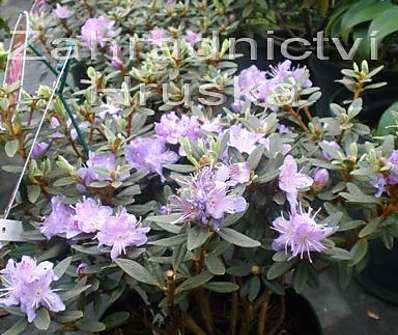 Rhododendron 'Arendsii'