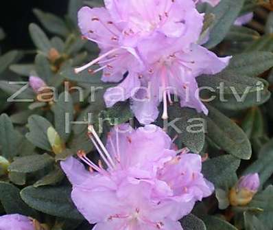 Rhododendron 'Arendsii'