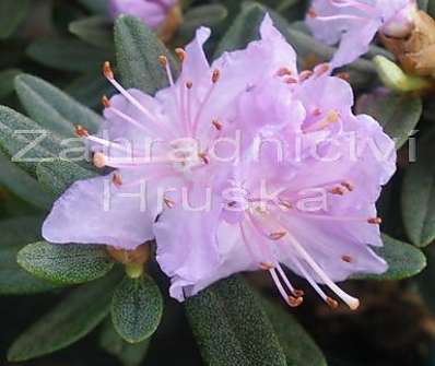 Rhododendron 'Arendsii'