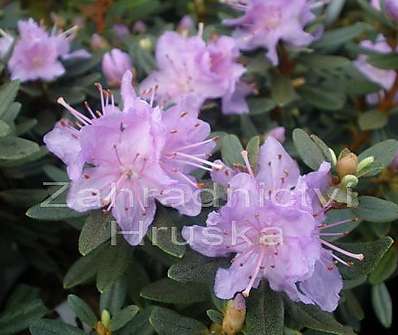 Rhododendron 'Arendsii'