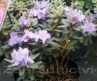 Rhododendron 'Arendsii'
