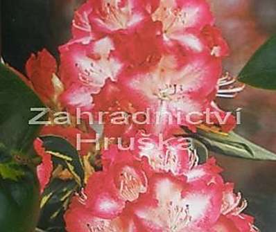 Rhododendron 'President Roosevelt'