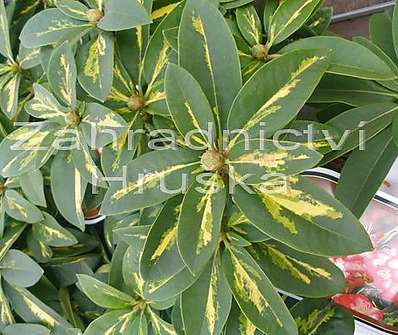 Rhododendron 'President Roosevelt'