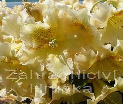 Rhododendron 'Bernstein'