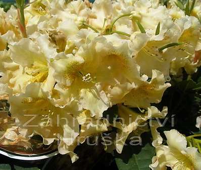 Rhododendron 'Bernstein'