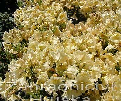 Rhododendron 'Bernstein'