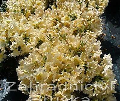 Rhododendron 'Bernstein'