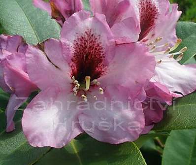 Rhododendron 'Kokardia'