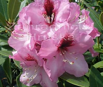 Rhododendron 'Kokardia'