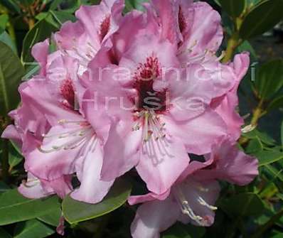 Rhododendron 'Kokardia'