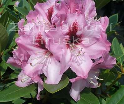 Rhododendron 'Kokardia'