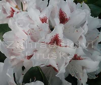 Rhododendron 'Schneeauge'