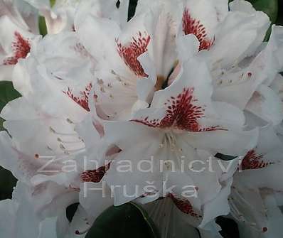 Rhododendron 'Schneeauge'