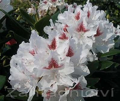 Rhododendron 'Schneeauge'
