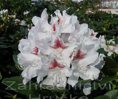 Rhododendron 'Schneeauge'